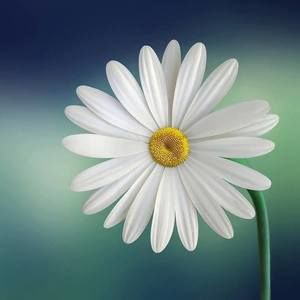 Meet your Posher, Pinkest